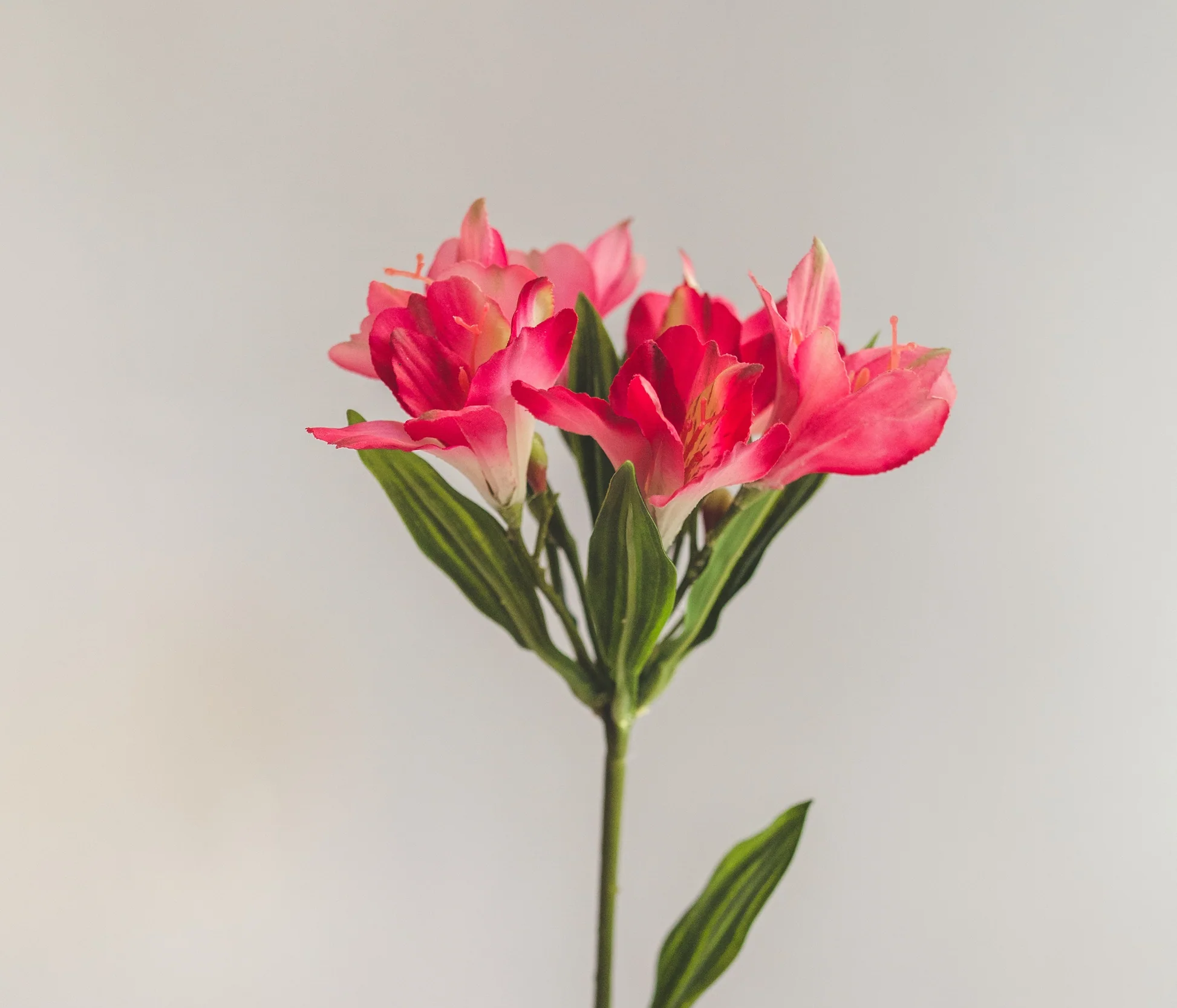 Alstroemerias