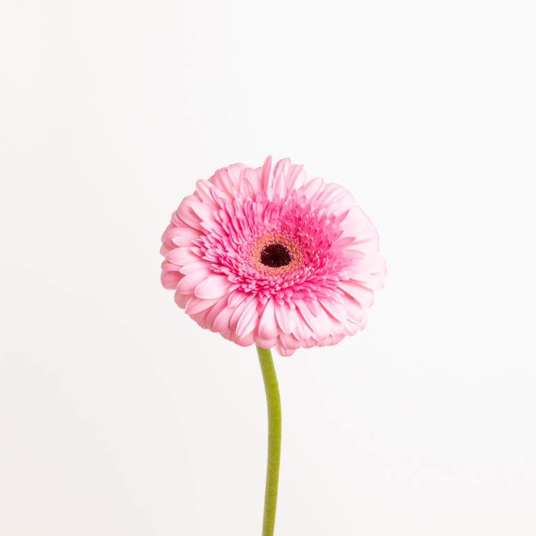 Gerberas