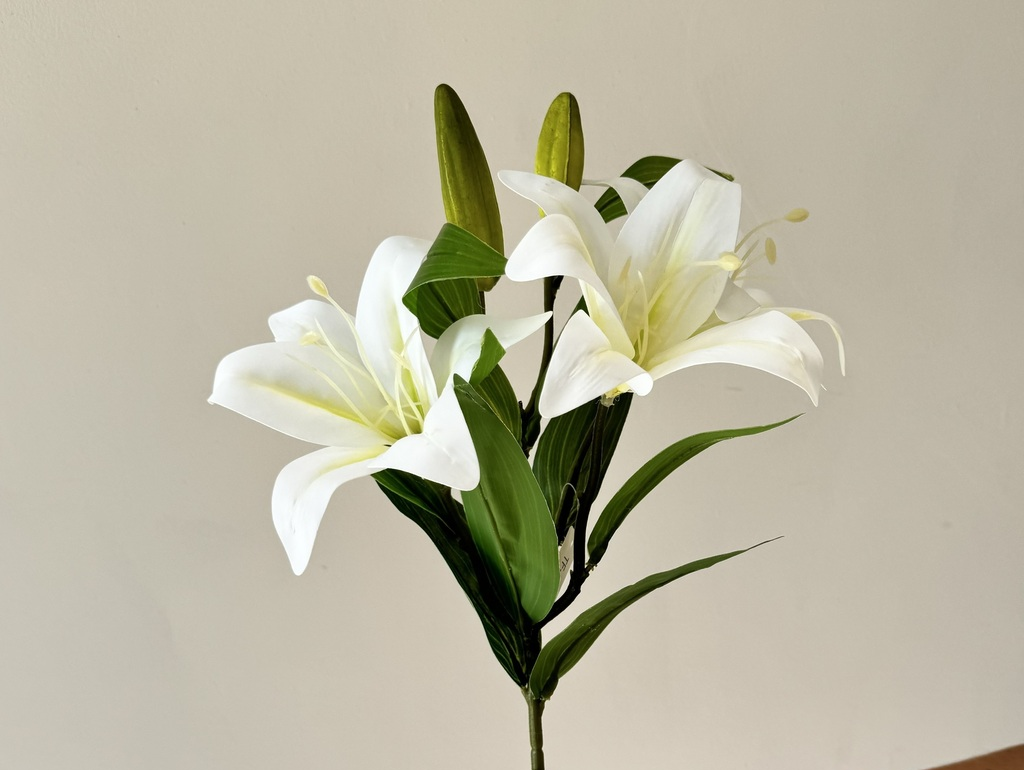 Liliums